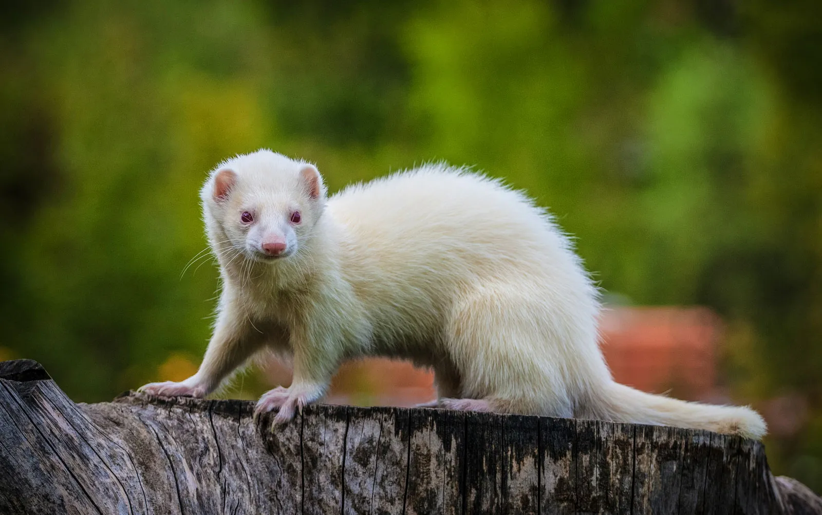 Albino ferret with white fur and pink eyes sitting on a wooden log in a green natural background, Mustela putorius furo species from Egypt, playful and curious animal.