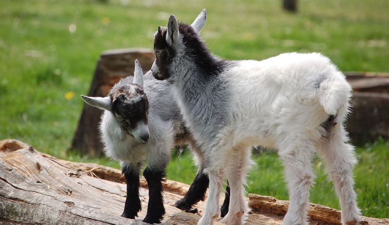  A European hedgehog with sharp spines walking on green grass. Nocturnal animal known for its defensive curl, insect diet, and strong sense of smell.