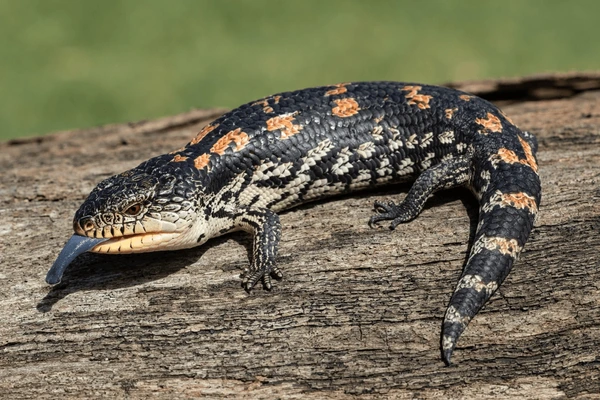 Indonesian blue-tongued skink with patterned scales and bright blue tongue exotic reptile species from Australia and Indonesia at Anas Farm Resort.