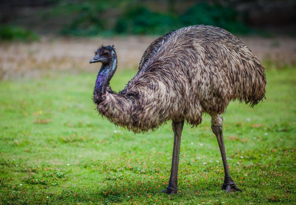 A large emu bird standing on grassy ground with a long neck, brown mottled feathers, and strong legs, native to Australia.