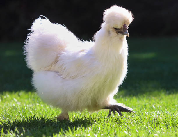 White Silkie Hen with fluffy soft feathers standing on the ground, rare chicken breed from China with black skin and blue earlobes, Gallus domesticus species known for silky plumage.