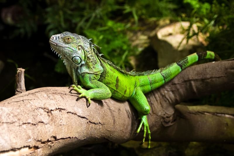 Vibrant green iguana resting on grassy ground under sunlight. Tropical rainforest reptile from Brazil with long tail and textured scales
