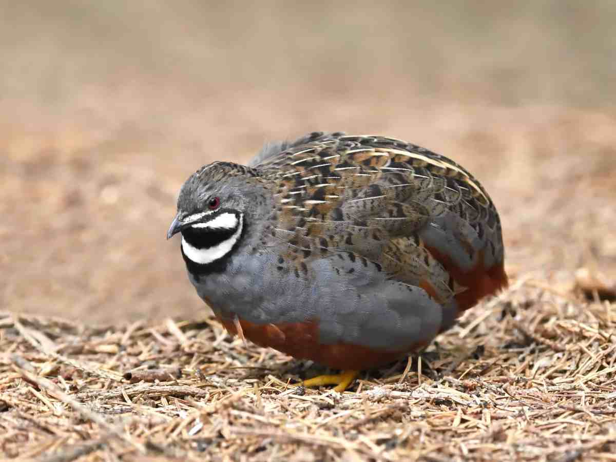 Small brown-and-cream Button Quail standing on dry leaves at Anas Farm Resort, native to Africa, known for its ground-running behavior and camouflaged plumage.